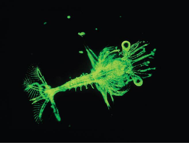 of many aquatic food chains. Figure 05.22: Zooplankton.