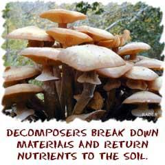 Decomposers / Detritivores obtain nutrients