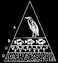 An energy pyramid is represented by the diagram. Which statement best describes one of the levels of this pyramid? (1.) The organisms in level B obtain food directly from level A. (2.