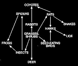 Which organisms would contain the greatest amount of available energy? (1.) rabbits & deer (2.) grasses & shrubs (3.) hawks (4.
