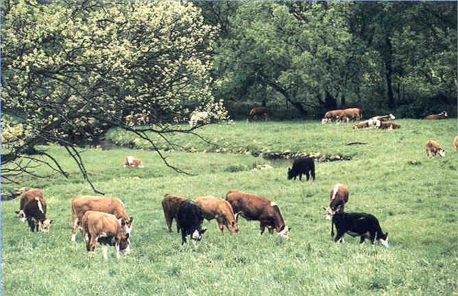 Grazing Streamside Pastures Unrestricted livestock access to