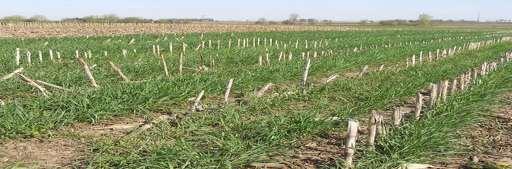 What are cover crops?