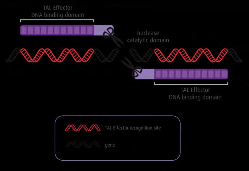New Genome Editing Tools ZFNs & TALENs* Molecular Scissors Cleave a double strand break at a single predetermined