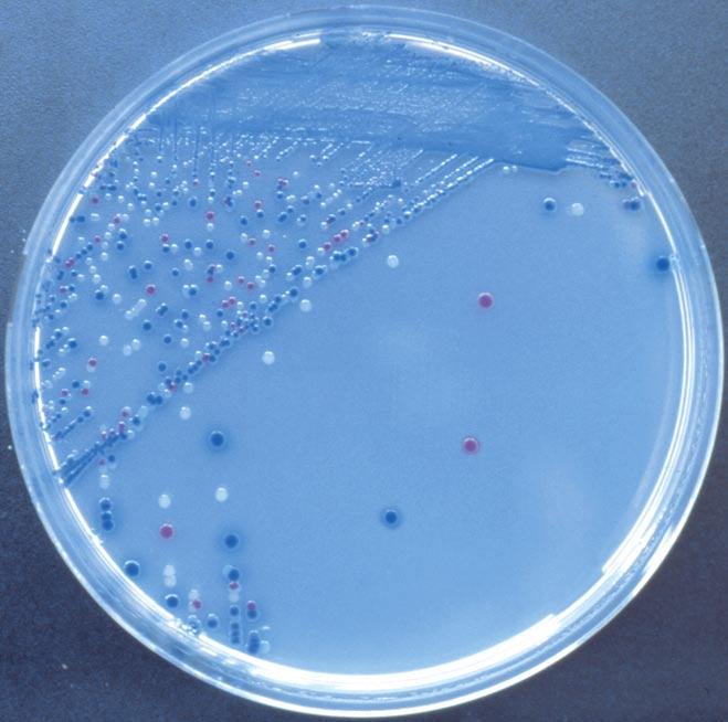 coli Blue Other gram negative Colourless Gram positive Inhibited Ë (5) Alonso et al. 1996. J. Microbiol. Methods 25: 309-315 E.