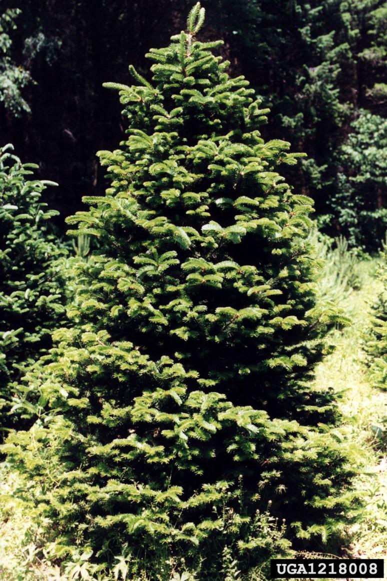 Commercial Christmas tree crops Bill