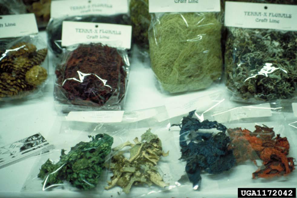 Many types of plants Traditional dyes lichens