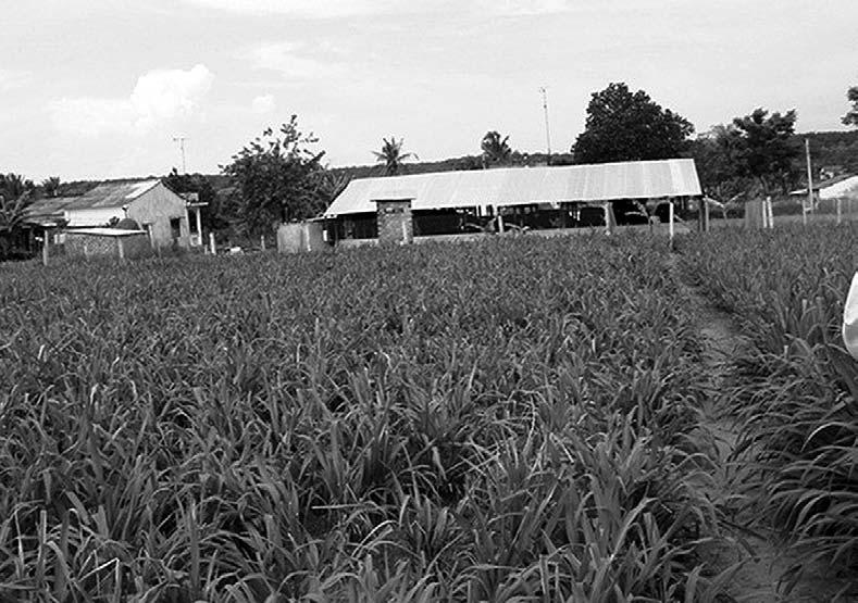 2 Tropical dairy systems 13 Small holder farms usually have limited forage production areas. This farm has a well-managed Guinea grass (Panicum maximum) pasture (Binh Duong province, Vietnam).