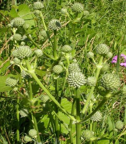 Aligning Mitigation with Special Expertise Original Species Assessment Followed Normal Agency Approach Host plant (rattlesnake master) for protected moth species identified along the project corridor