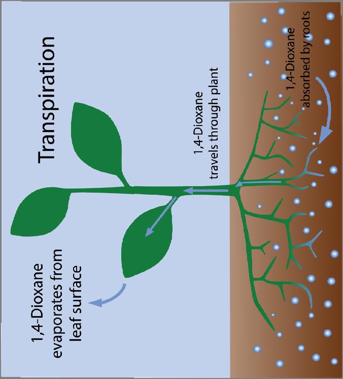 24 1,4-Dioxane: Phytoremediation Phytoremediation = use of plants to remediate COCs Use trees due to groundwater depth For 1,4-dioxane treatment 1,4-dioxane pulled