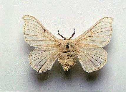 Silk moths