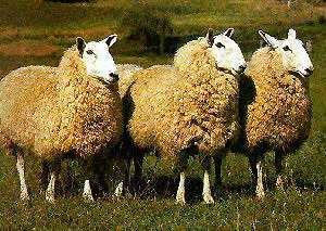 Wool is obtained from sheep, goat, yak,