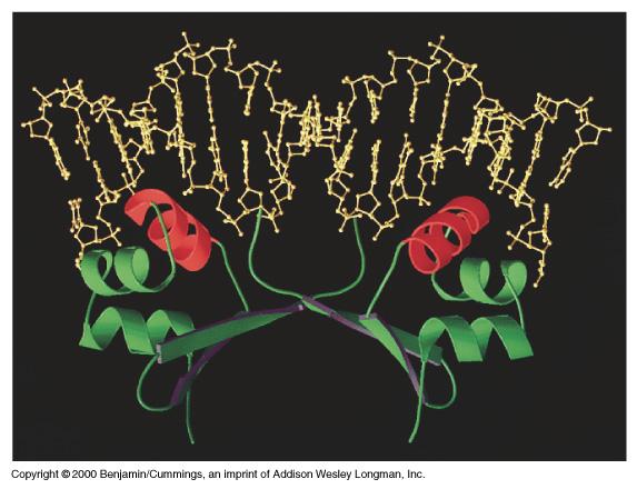 DNA-binding region? Mislabeled in textbook Fig.