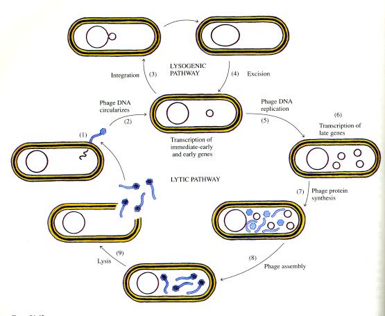 Phage λ: Choice of lysis or lysogeny based on regulated gene