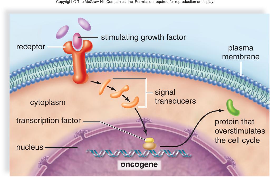 How do proto-oncogenes and tumor suppressor genes (in conjunction with transcription factors)