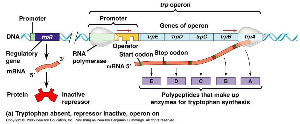 Trp Operon (low trp densities) Promoter is the site of