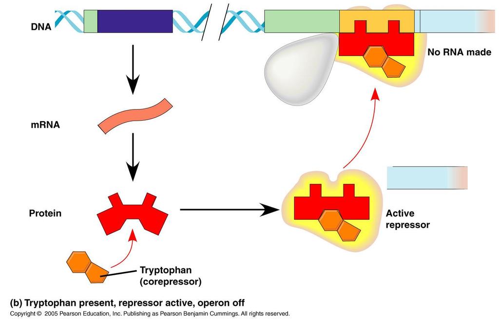 Trp Operon (higher trp densities) Corepression Negative regulation