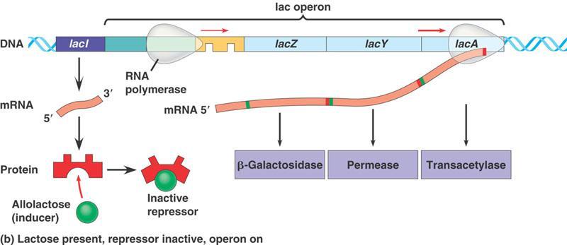 Lac Operon (higher lactose densities) RNA polymerase can do