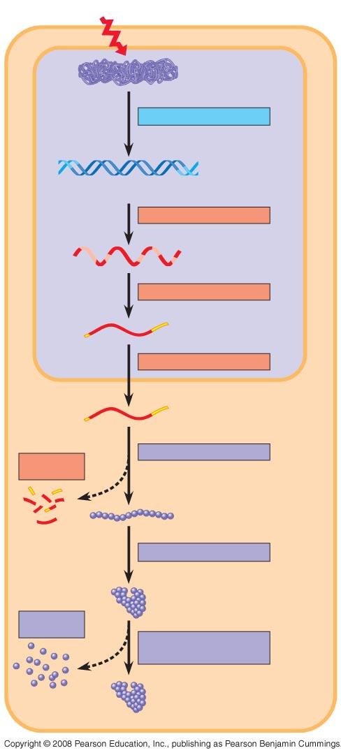 Fig. 18-6 Signal NUCLEUS Chromatin Chromatin modification DNA Cap RNA Gene Exon Intron Tail Gene available for transcription Transcription Primary transcript RNA processing mrna in nucleus