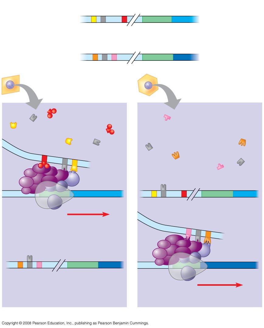 Fig. 18-10 Enhancer Promoter Control elements Albumin gene Crystallin gene Available activators LIVER CELL NUCLEUS LENS CELL NUCLEUS Available