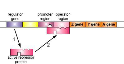 B. Operon 6. Inducer = molecules that help control the operator gene 7.