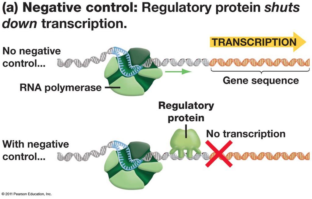 Gene RegulaOon RegulaOon of genes can be negaove or posiove NegaOve