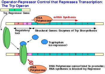 C. NegaOve Gene RegulaOon Synthesis of