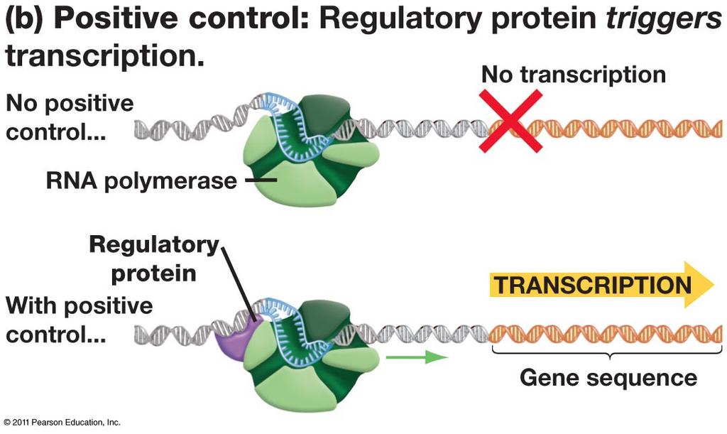 Gene RegulaOon PosiOve control: Genes are