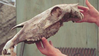 Pleistocene horse (560-780 kyr