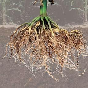 Advantage 4 Better Root Protection Over 30,000 root digs prove better rootworm control vs. industry-standard YieldGard Plus.