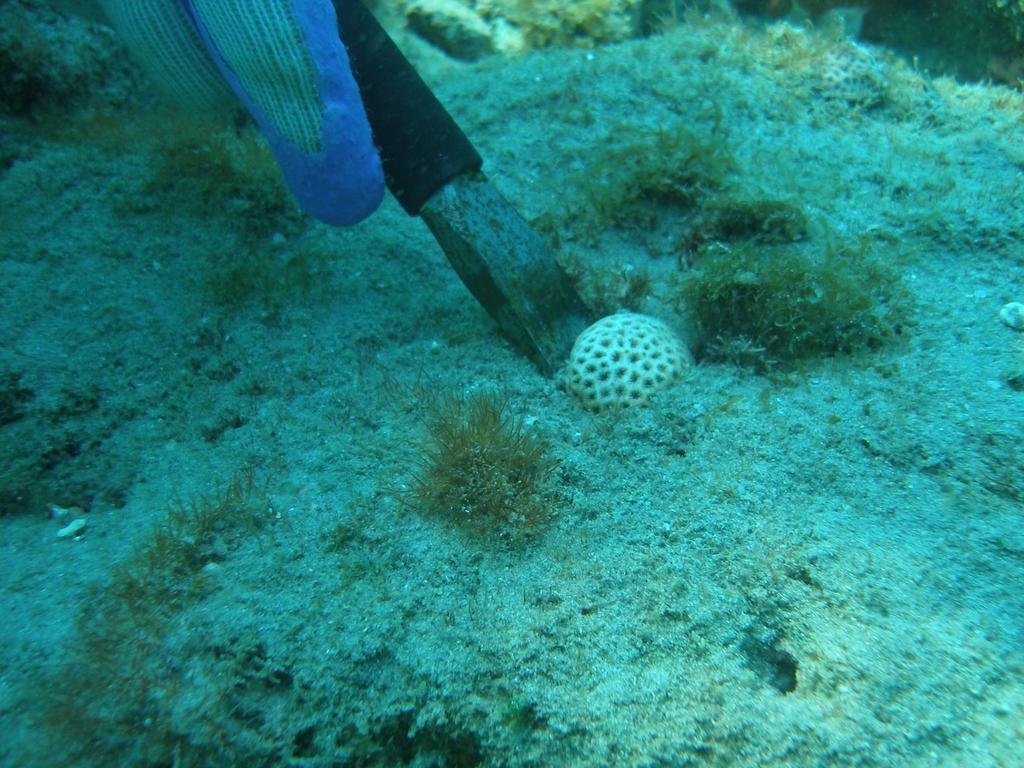 Recommendations Develop species and size standards for hard coral relocation based on goals of minimization/restoration action.