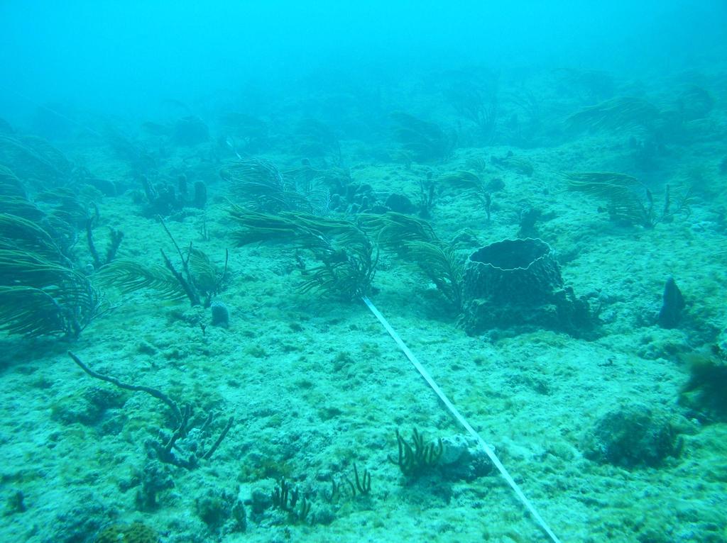 outheast Florida Coral Reefs Three ancient reef lines, accreted during Holocene. Modern assemblage non-accretional (Banks et al. 2007).