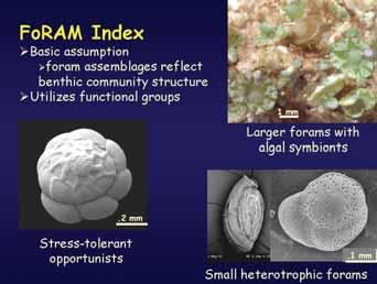 The distribution of samples within each group is recorded on a spreadsheet, and the FORAM Index is calculated using simple equations that require only limited computer capabilities (see Appendix 3).