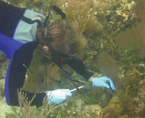 cross-shelf sampling schemes (from rivers out to reefs) would be needed to help pinpoint the origin of chemicals found in reef organisms.
