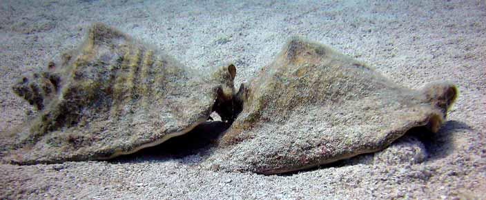 Status Data on natural population abundances (density measures) are often lacking. The majority of natural conch abundance monitoring occurs within MPAs.