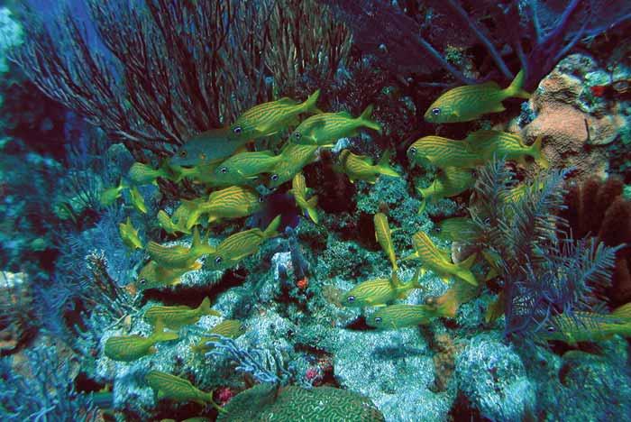Reefs with relatively high biodiversity, such as those in the Indo-Pacifi c, have generally shown greater resilience to disturbances than have reefs with fewer species, such as those in the Caribbean