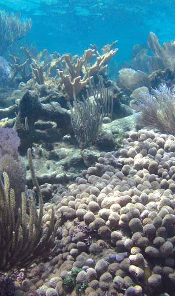 S1 C ORAL DIVERSITY What Is It? Coral diversity is a measure of the variety of corals living in a given area. Diversity can be assessed in many ways. Species richness is the number of species present.