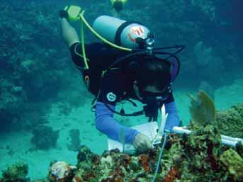S4 S5 PRIORITY ONE HEALTHY REEFS FOR PEOPLE HEALTHY C ORAL COVER CORAL:ALGAE C A RATIO What Is It? The general term benthic reef cover refers to the living organisms covering the reef surface.
