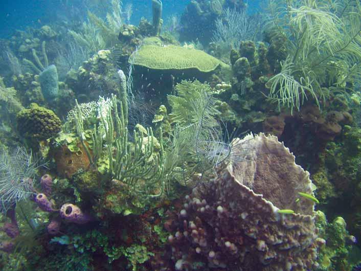 For deeper fore reefs, the Caribbean norm (66 cm) is less than the norm for Mexico (92 cm) and Belize (97 cm) 19.