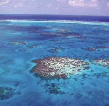 S11 C ORAL REEF E AREAL A EXTENTE E T What Is It? Coral reef areal extent is a measure of the area (e.g., hectares or km 2 ) covered by coral reef habitat.