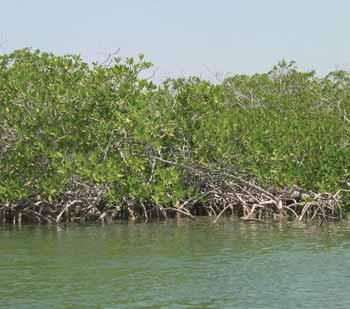 S12 PRIORITY ONE HEALTHY REEFS FOR PEOPLE HEALTHY M ANGROVE AREAL A EXTENTE E T What Is It? Mangrove areal extent is a measure of the area (e.g., in hectares or km 2 ) covered by mangrove vegetation.