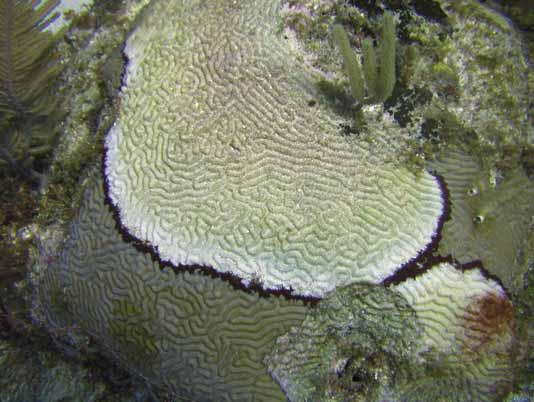 Usefulness Coral disease is an important signal of coral condition, often associated with visible tissue mortality. Susceptibility to specifi c diseases varies among coral species and with depth.