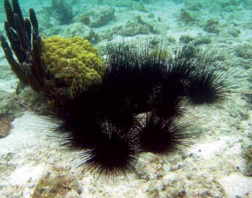 Usefulness Urchin surveys are quick and easy to conduct, and several monitoring programs (e.g., MBRS Project, AGRRA, CARICOMP) include this component.