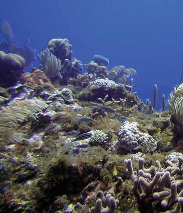 Status Given the great variety of reefs and communities in the MAR, macroalgal abundance varies greatly over the region. Some local reefs have very high macroalgal abundance.
