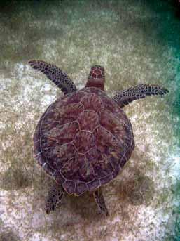 Current populations of green turtles are thought to be so low that measuring their herbivory rate in seagrass beds would be impractical, although indicative assays might be developed.