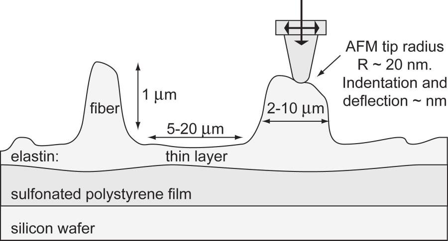 Fig. 1. Schematic cross-section of the ECM fiber network self-assembled upon a thin protein layer on spin-coated SPS. Relative scales of AFM tip and fiber network are indicated.