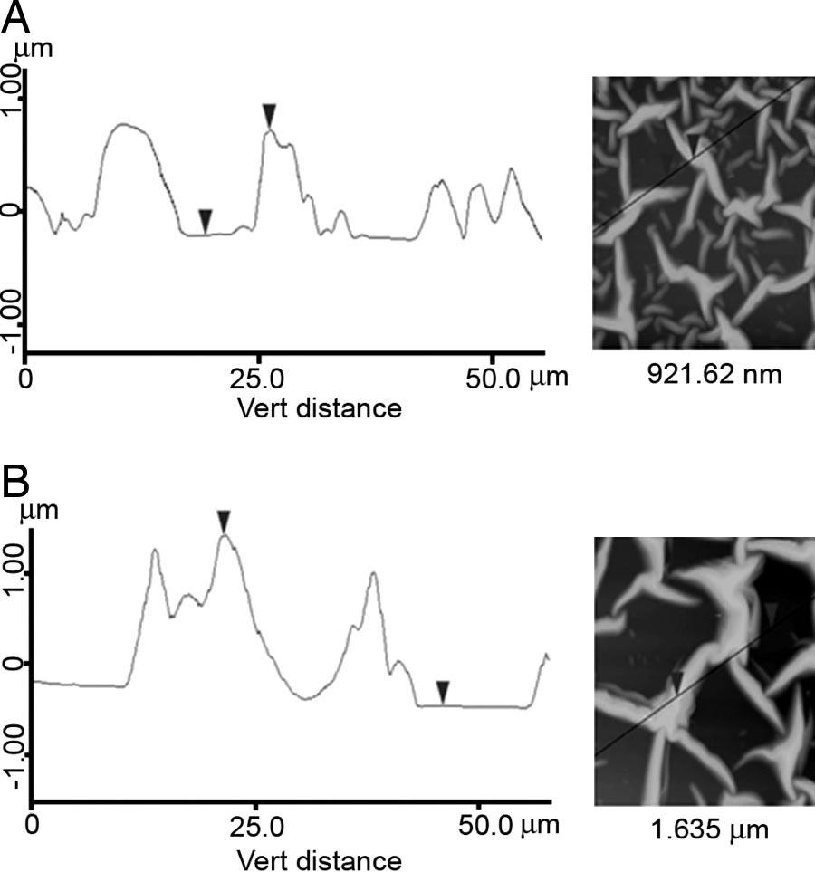 Fig. 3. Height profiles obtained by AFM along indicated lines of the elastin network after immersion in calcium bicarbonate solution for 0 min (A) and 120 min (B). (Magnifications: 600.) Fig. 4.
