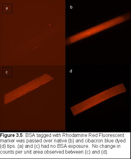 In an attempt to further confirm or negate the presence of BSA on the fiber surface, fluorescent imaging using fluorescently labeled proteins was used as a qualitative control.