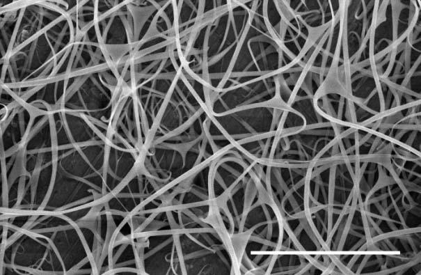The SEM images showed that the relative humidity had a direct impact on the resulting microstructures when electrospun