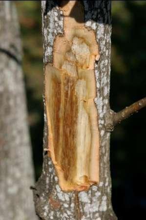 Dark streaks in the sapwood may indicate fungal infection.