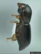 Redbay ambrosia beetle (RAB) (Xyleborus glabratus) Very small (~2 mm
